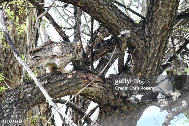 great horned owl - ワシミミズク ストックフォトと画像