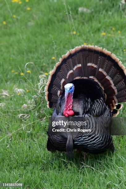 wild turkey - turkey hunting stock pictures, royalty-free photos & images