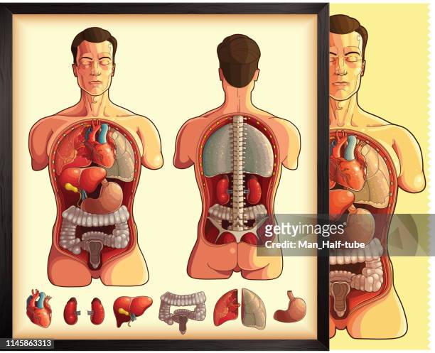 human body - abdomen diagram stock illustrations