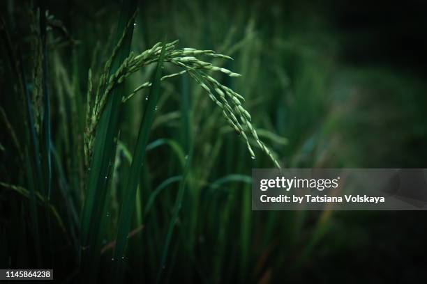 Moisty Rice Misty Rice Photography Photos and Premium High Res Pictures - Getty Images