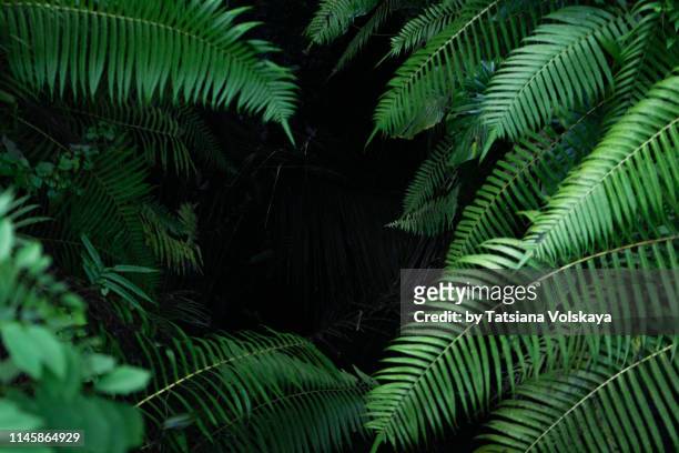 black tropical background with green plants close-up view after rain. - weelderige plantengroei stockfoto's en -beelden