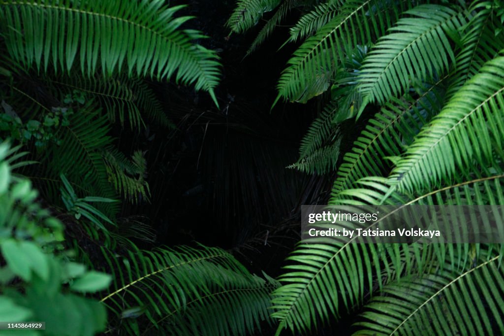 Black tropical background with green plants close-up view after rain.