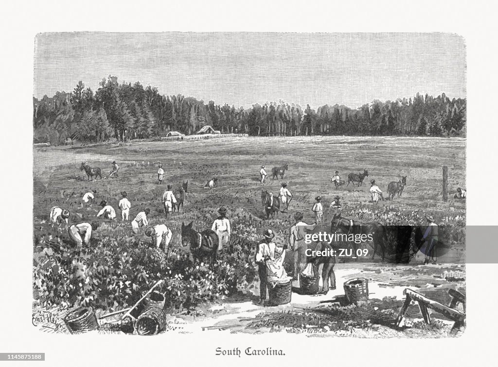 Cotton harvest in South Carolina, USA, wood engraving, published 1897