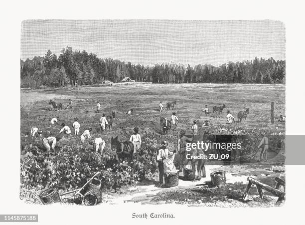 cotton harvest in south carolina, usa, wood engraving, published 1897 - cotton stock illustrations