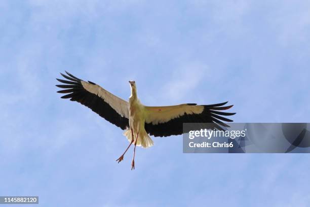 storch zu hause - schwingen schweiz stock-fotos und bilder