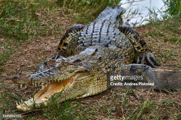 crocodile in the sundarbans, bangladesh - crocodile ストックフォトと画像