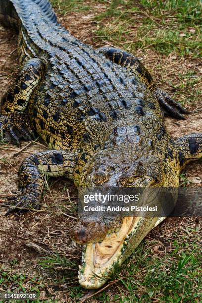 crocodile in the sundarbans, bangladesh - animal teeth stock pictures, royalty-free photos & images