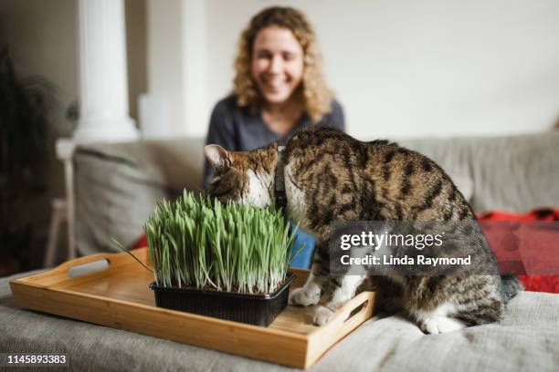 cat is eating fresh green grass - catmint stock pictures, royalty-free photos & images