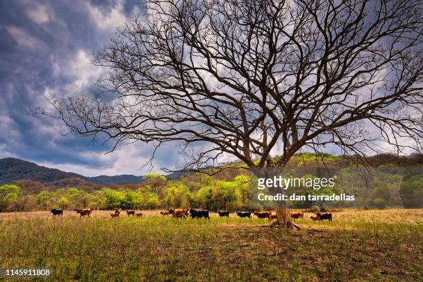 beef cattle take shelter from the coming storm - província de jujuy imagens e fotografias de stock