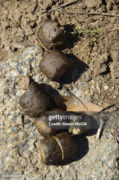 wombat feces in kosciuszko national park, new south wales, australia - wombat fotografías e imágenes de stock