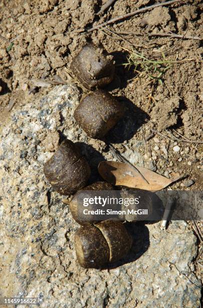 wombat feces in kosciuszko national park, new south wales, australia - wombat fotografías e imágenes de stock