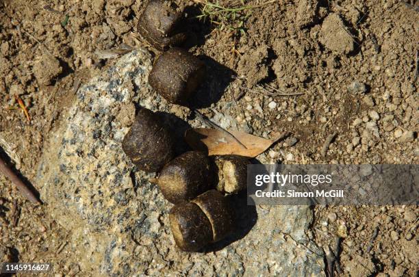 wombat feces in kosciuszko national park, new south wales, australia - stool imagens e fotografias de stock