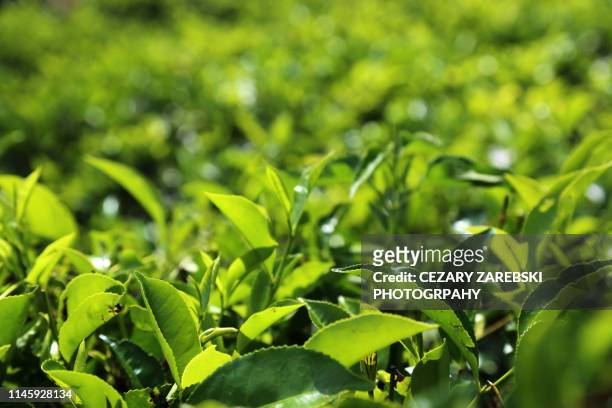 fresh green tea leaves - sri lanka and tea plantation photos et images de collection