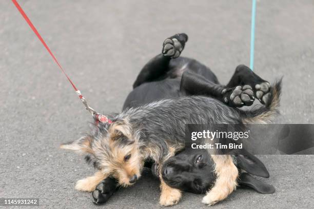 two dogs play fighting - play fight stock pictures, royalty-free photos & images
