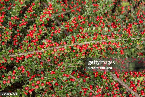 cotoneaster horizontalis - cotoneaster horizontalis stock pictures, royalty-free photos & images