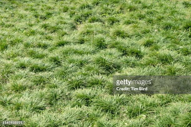 uneven overgrown grass - lush lawn stock pictures, royalty-free photos & images