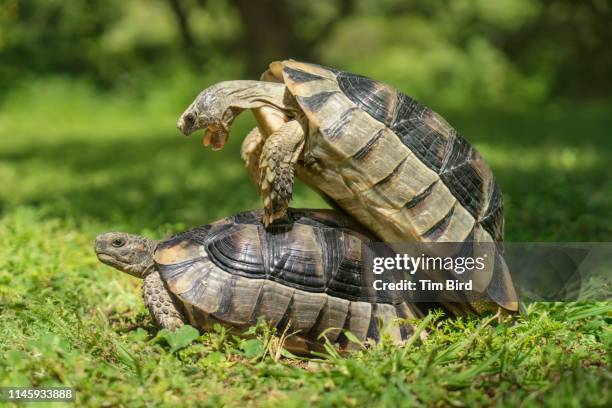 two mating tortoises in a park in athens, greece. - accouplement animal photos et images de collection