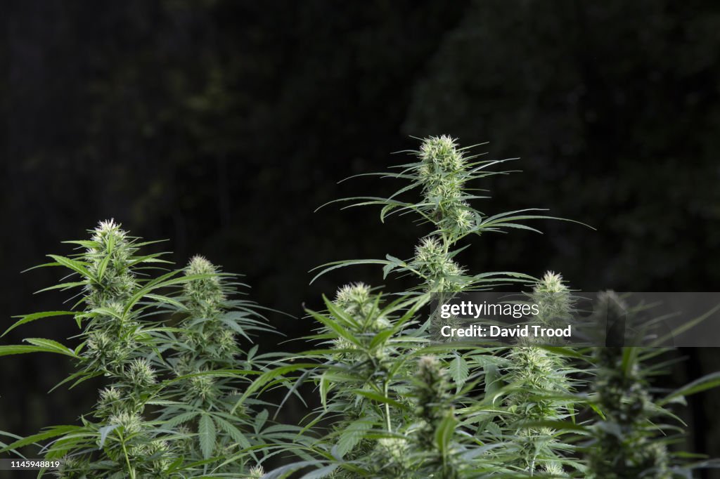 Flowering cannabis plant