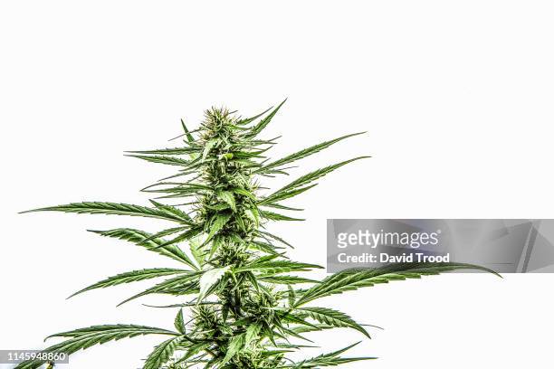 flowering cannabis plant - marijuana plant stock-fotos und bilder