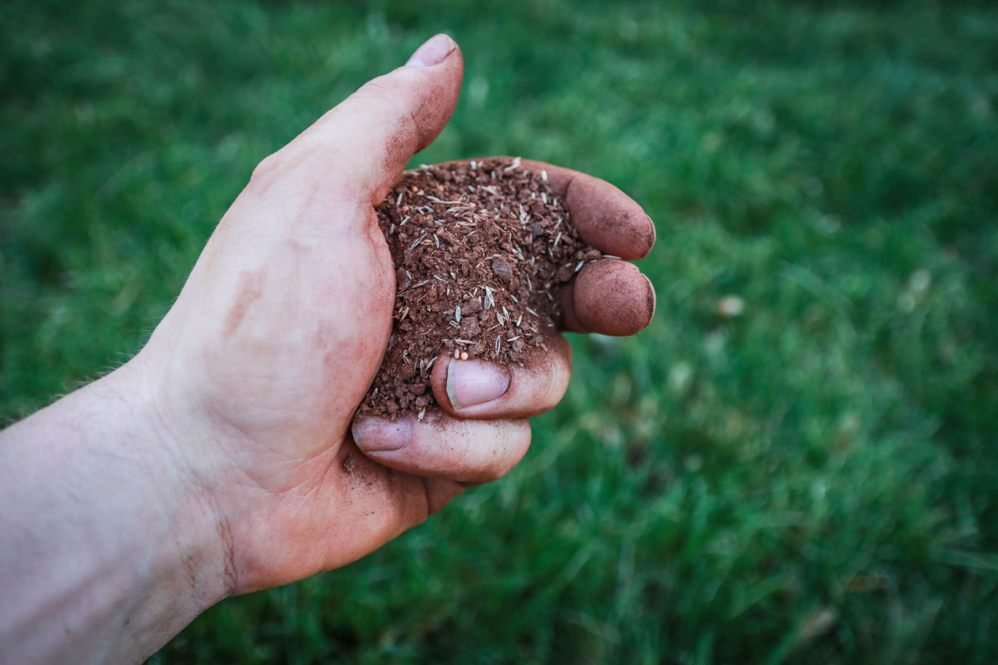 overseeding lawn