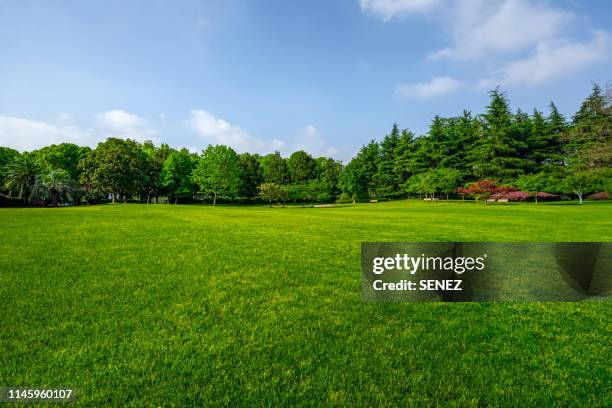 green grassland and blue sky - green grass fotografías e imágenes de stock