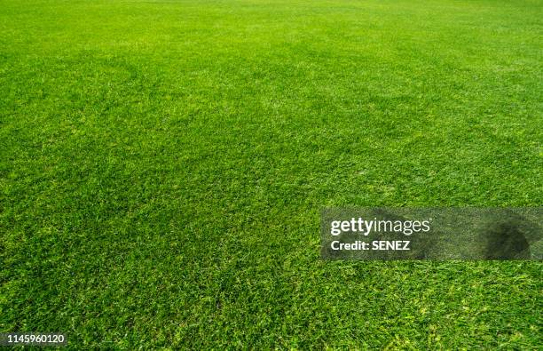 green grass background - green de golf photos et images de collection