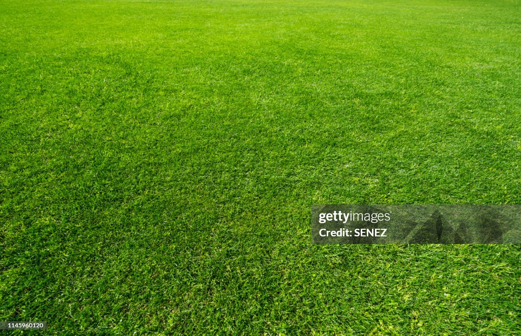 Green grass background