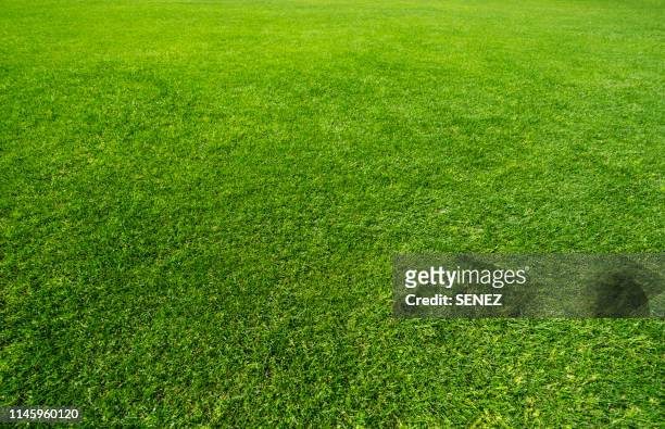 green grass background - grass stock pictures, royalty-free photos & images