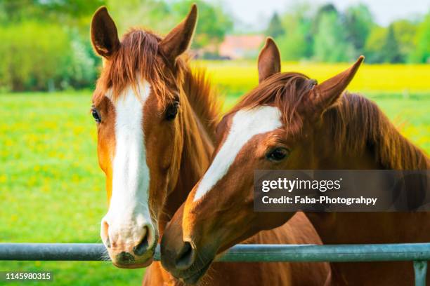 two horses kissing - two animals stock pictures, royalty-free photos & images