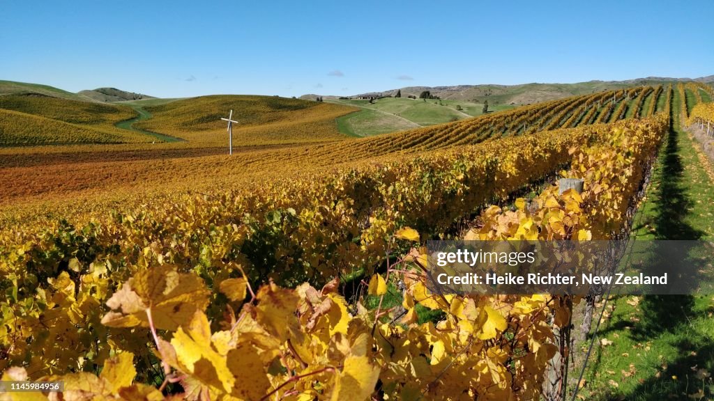 Marlborough vineyards in autumn