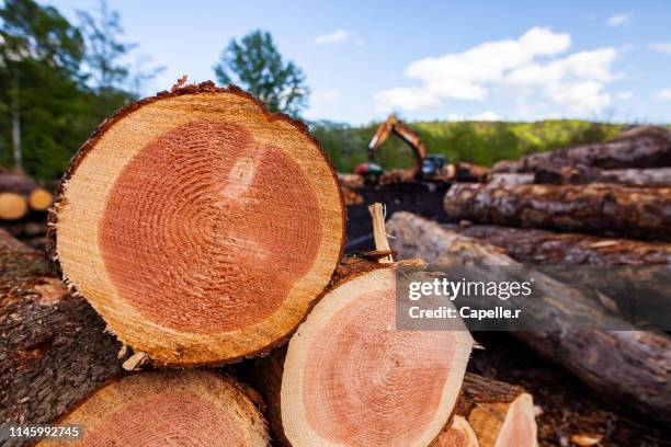 bois - tronc d'arbre découpé empilé - empilé stock pictures, royalty-free photos & images