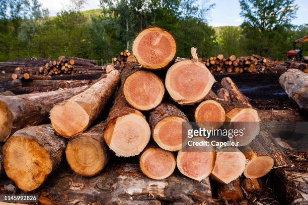 bois - tronc d'arbre découpé empilé - empilé stock pictures, royalty-free photos & images