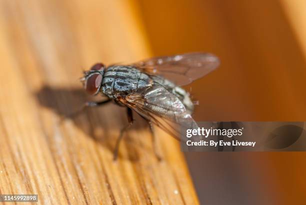 sarcophagus fly - sarcophagus stock pictures, royalty-free photos & images