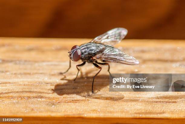 sarcophagus fly - insekten stock-fotos und bilder