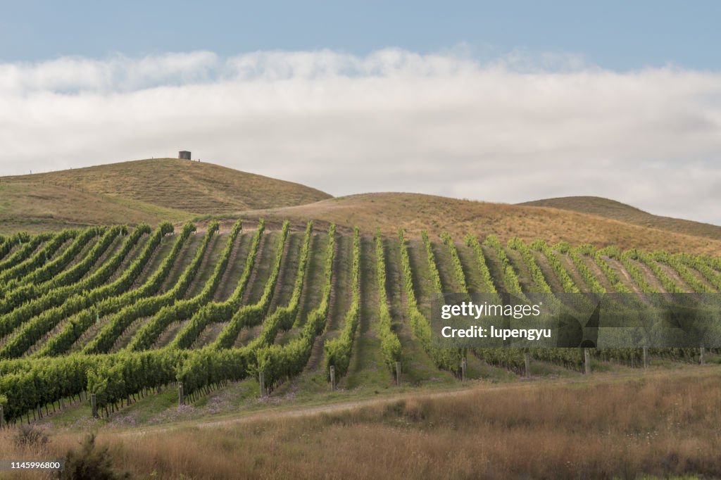 Row vine grape in vineyards