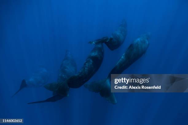 Group of sperm whales swimming under the surface, on November 9, 2011 in Mauritius Island, Indian Ocean. The sperm whale is an odontocete, a toothed...