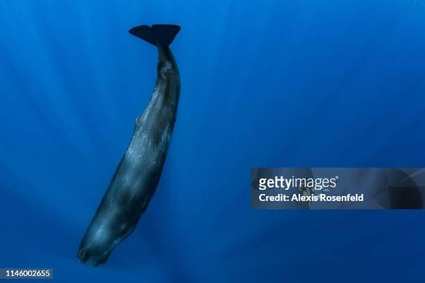 Sperm whales in the sleeping phase approached by an freediver, on November 16, 2011 in Mauritius Island, Indian Ocean. The sperm whale is an...