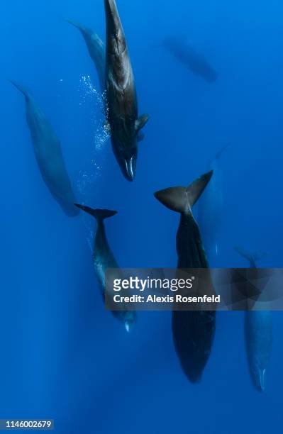 Group of sperm whales in the sleeping phase in a position called candle, on November 15, 2011 in Mauritius Island, Indian Ocean. The sperm whale is...