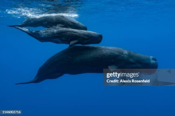 Sperm whale and two young ones swimming under the surface, on November 10, 2011 in Mauritius Island, Indian Ocean. The sperm whale is an odontocete,...