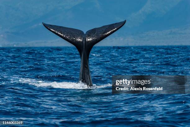 Sperm whale is diving vertically, letting its caudal fin appear out of the water for a short while, on November 9, 2011 in Mauritius Island, Indian...