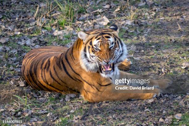 malayan tiger roaring - malayan tiger stock pictures, royalty-free photos & images