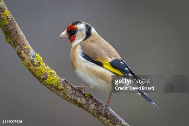 gold finch - carduelis carduelis stock pictures, royalty-free photos & images