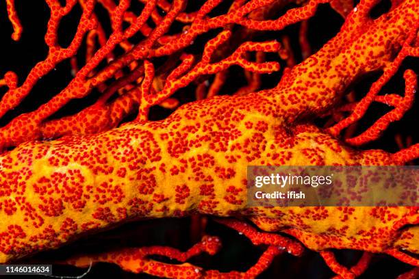 close-up of gorgonian sea fan beauty, mopsella sp., bangka strait, indonesia - gorgonia sp stock pictures, royalty-free photos & images