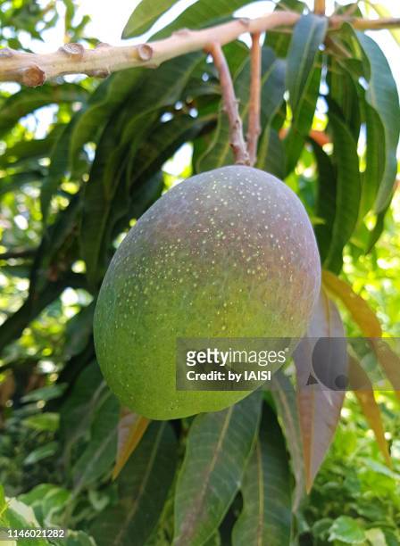 close-up of single mango hanging, in the process of ripening - raw mango stockfoto's en -beelden