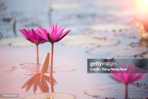 lotus flowers - lotusrot bildbanksfoton och bilder