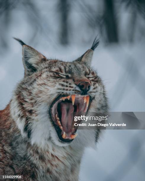 lynx in norway - eurasischer luchs stock-fotos und bilder