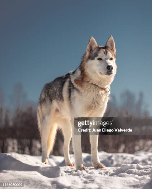 sledding husky - huskies stock-fotos und bilder