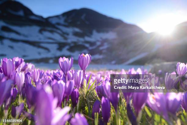 purple carpet of crocus flowers in mountains - saffron 個照片及圖片檔