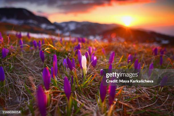 beautiful sunset over mountain meadow full with purple crocus flowers - saffron 個照片及圖片檔