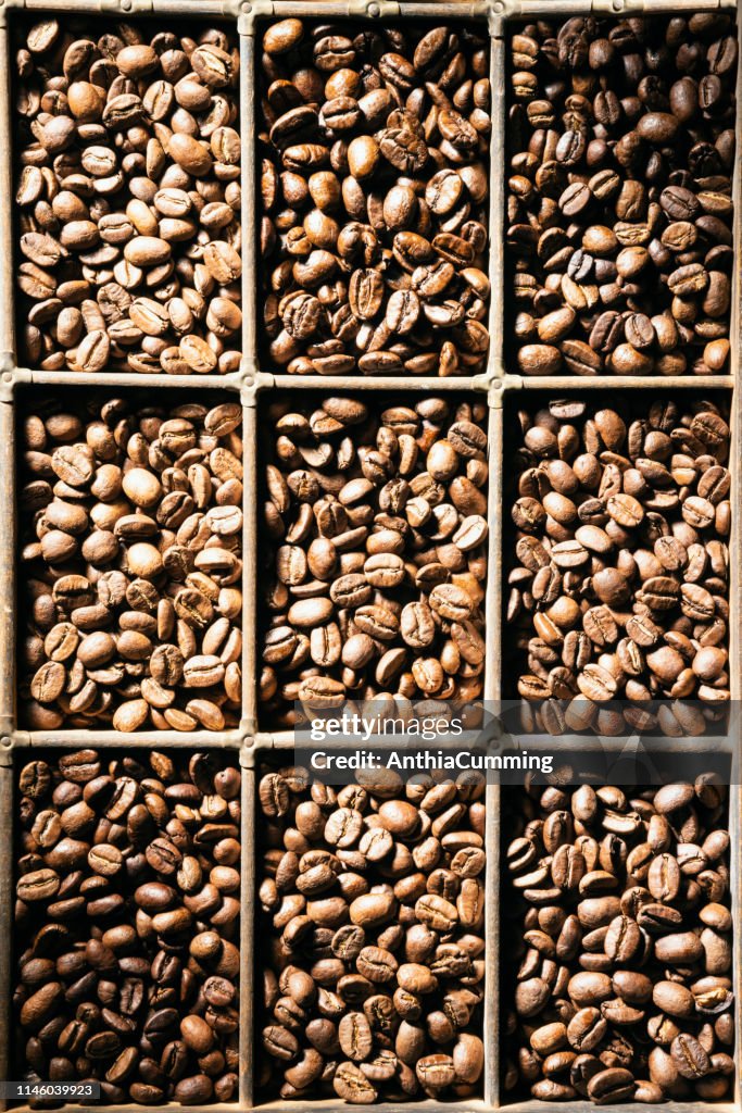 Variedades de granos de café ordenados por tipo en una bandeja de madera